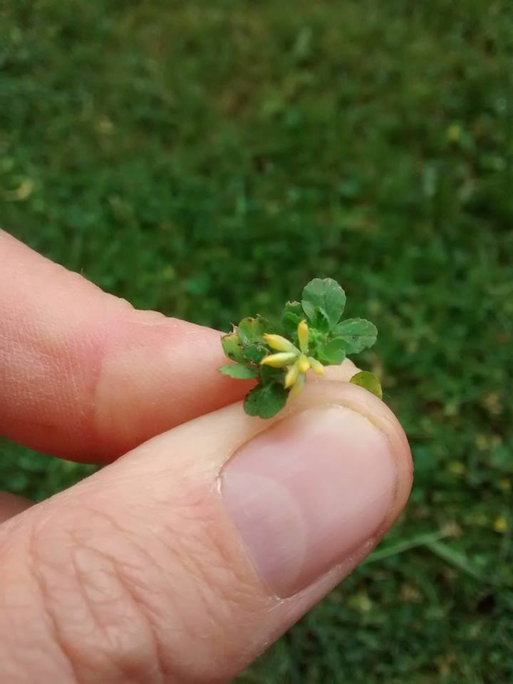 Tiny, tiny plant with leaves like clover and flowers like vetchling