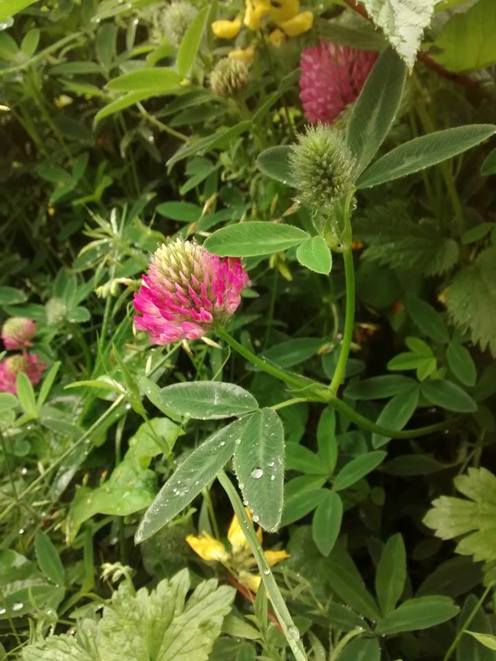 Beautiful red clover - typically bigger than white clover, with longer leaves.