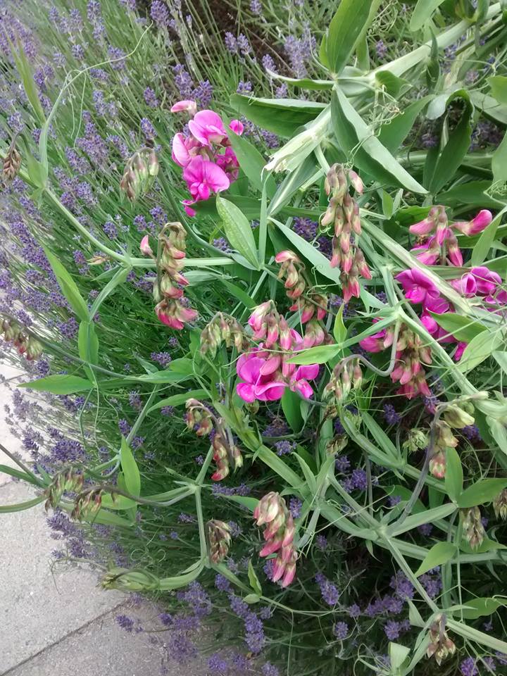 Some sweetpeas in a local garden. Inedible, despite the name.