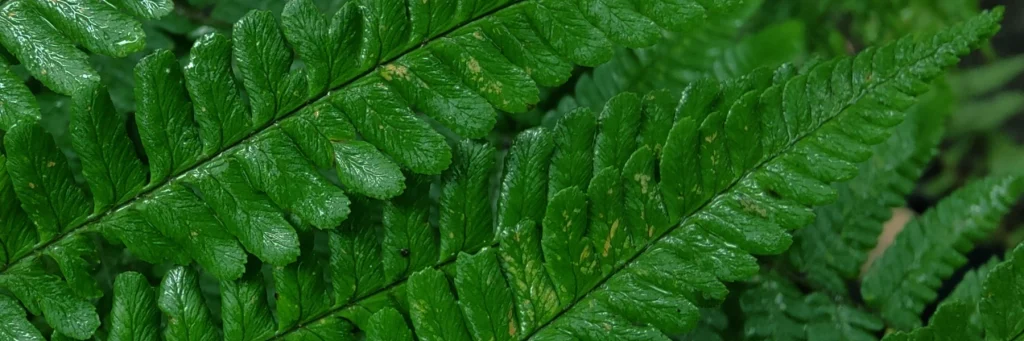 Fern Header Darker