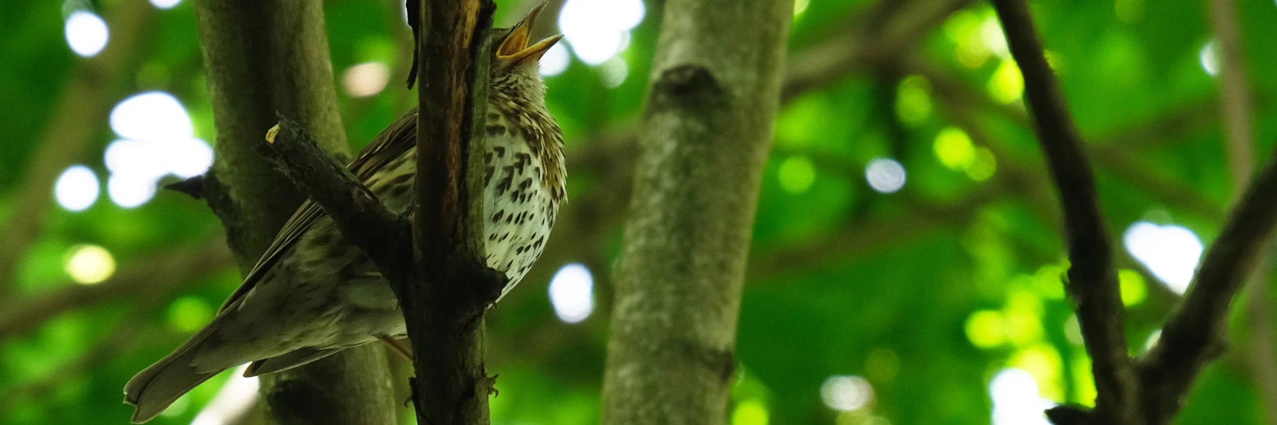 A thrush sings.